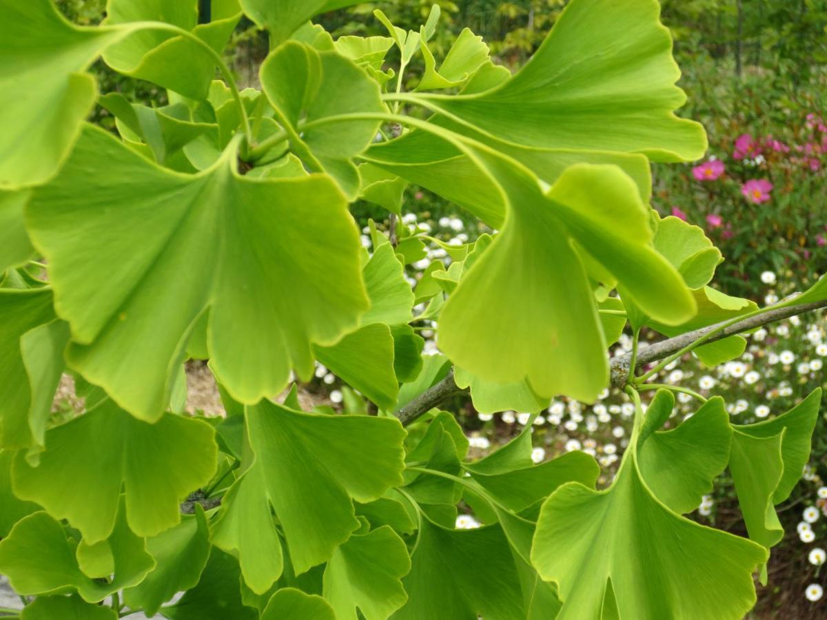 הוילה ז'יברני Twin Ginkgo מראה חיצוני תמונה