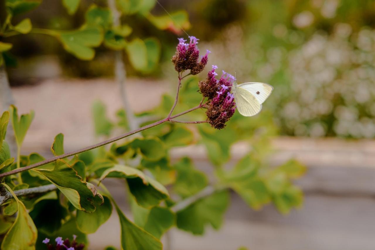 הוילה ז'יברני Twin Ginkgo מראה חיצוני תמונה